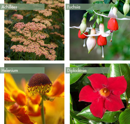 terrasse-plein-ouest-fleur-achillee-fushia-helenium-deplidenia2