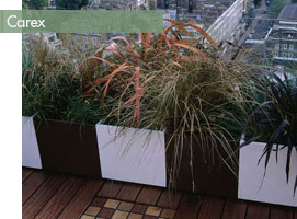 Des carex dans leur bacs caréés