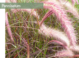 terrasse-plein-ouest-gramine-Pennisetum