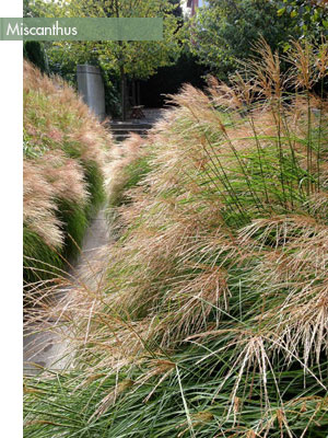 © CYAN Horticulture