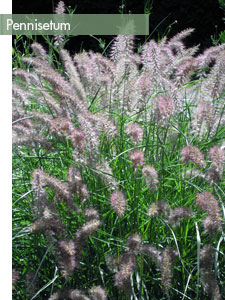 graminees-Pennisetum-orientale