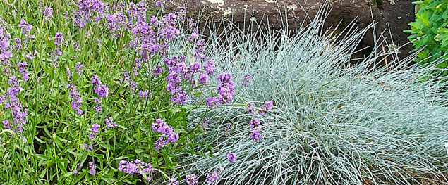 © Distant Hill Gardens-Foter