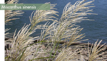 graminees-miscanthu-sinensis