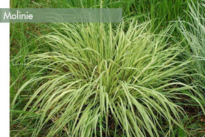 graminees-molinies
