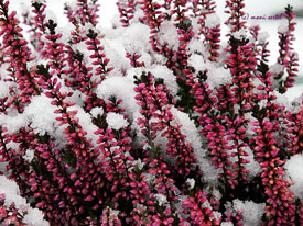 Jardin en novembre bruyère en hiver