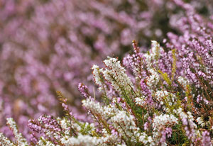 Jardin en novembre bruyère