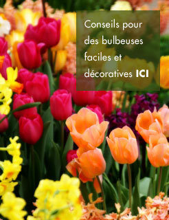 Jardin en novembre des bulbeuses failles