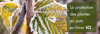 Jardin en novembre protéger les plantes
