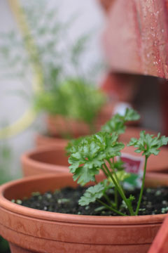 Jardin en novembre semer du persil