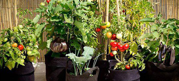 les accessoires d'un jardin potager