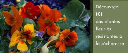 des fleurs comestibles