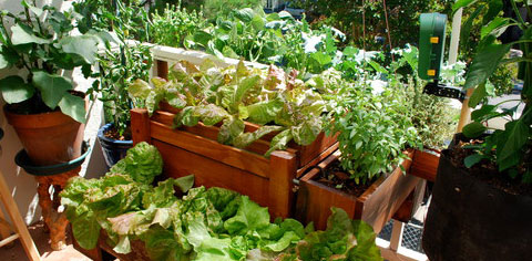 salades pour mini potager