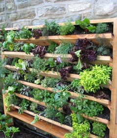 jardin potager vertical