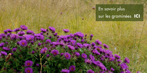 En savoir plus sur l'association des asters et des graminées