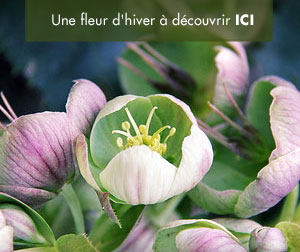 Fleurs en hiver Rose de Noël