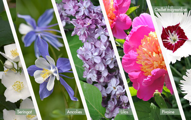 Fleurs d'un petit jardin parfumé