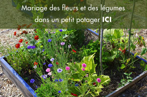 petit potager fleurs et légumes