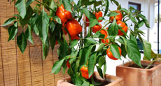 poivrons dans petit potager