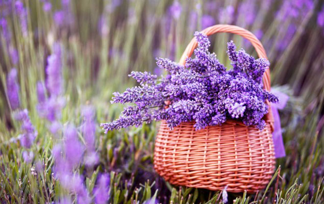 Facile-a-cultiver-lavande-naturelle-parfumee