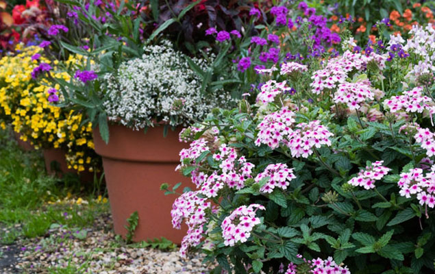 Décor fleuri en pots cet été