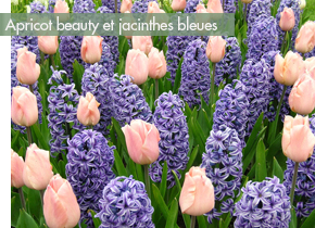 meilleures-tulipes-apricot-beauty-jacinthes-bleues-digdropdone