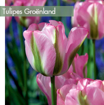 meilleures-tulipes-groenland