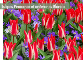 meilleures-tulipes-pinocchio-anemones-blanda-didropdone