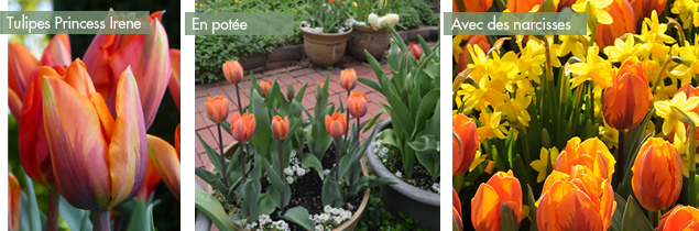 meilleures-tulipes-princess-irene-potee-narcisse