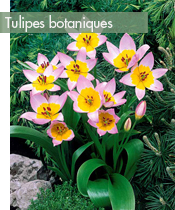 meilleures-tulipes-tulipes-botaniques