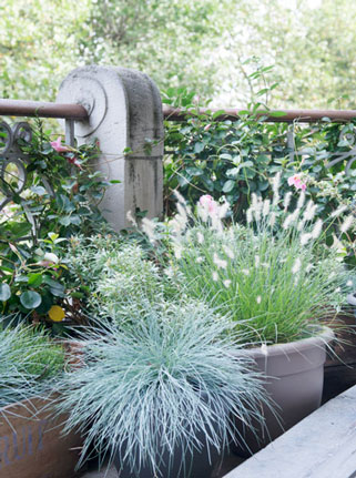 fenetre-fleurie-hiver-graminees