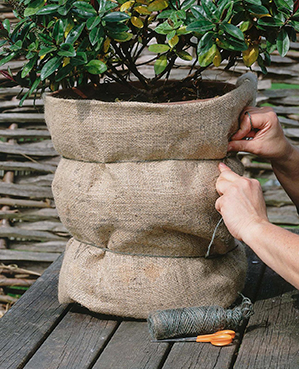 Balcon et jardin de janvier protection des plantes