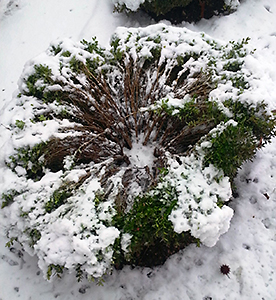 Balcon et jardin de janvier neige