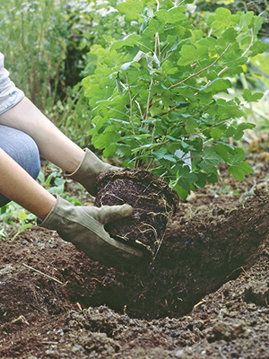 jardin en janvier plantations