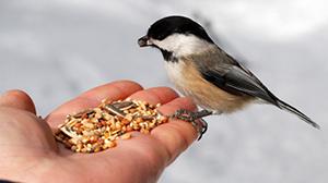 Balcon et jardin de janvier oiseaux