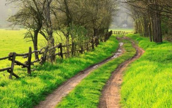 3 plantes vivaces très naturelles