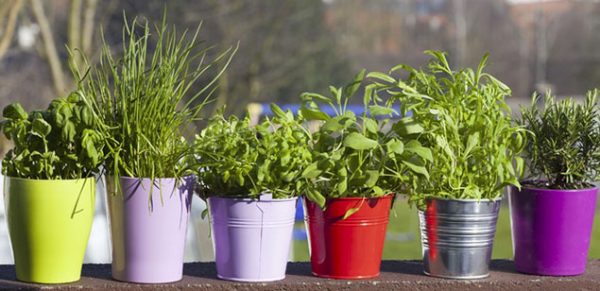 Herbes aromatiques, les reines du potager urbain