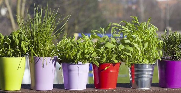 Herbes aromatiques, les reines du potager urbain