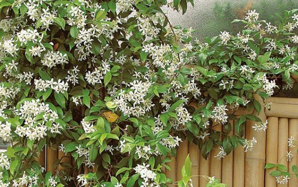 Un mur fleuri en été, vert en hiver