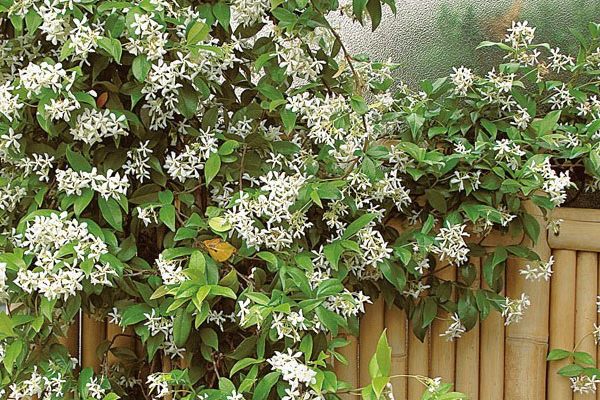 Un mur fleuri en été, vert en hiver