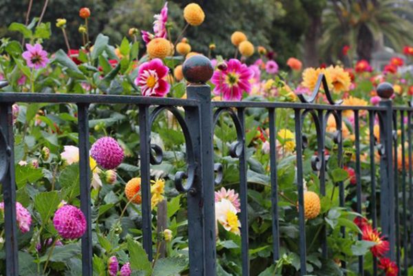 Des petits dahlias pour les petits jardins!