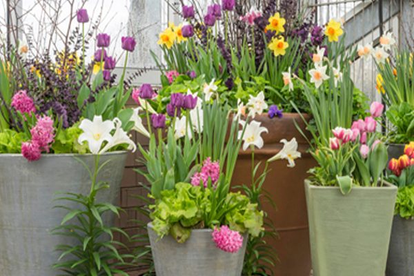 Bulbes à fleurs, faciles et irrésistibles !