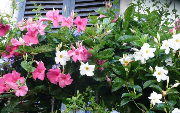 Fleurs en pots pour balcon et terrasse