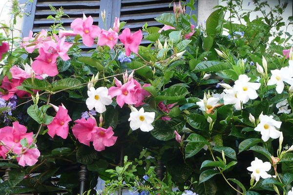 Fleurs en pots pour balcon et terrasse