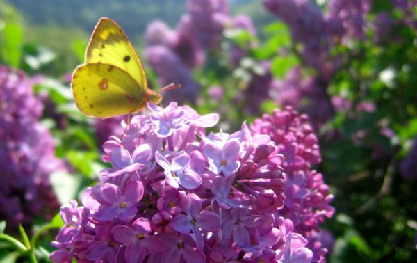 Les 10 conseils jardin d’Avril