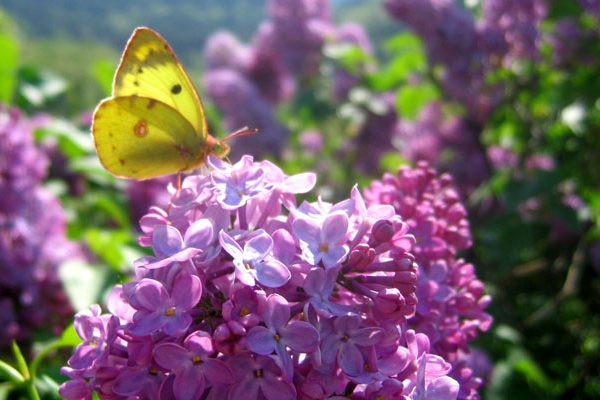 Les 10 conseils jardin d’Avril