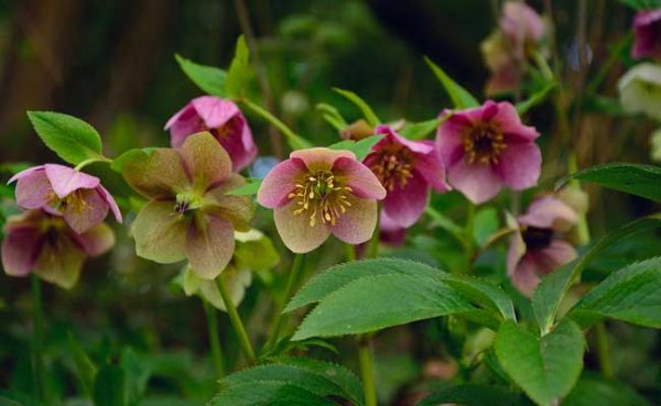 Une fleur d’hiver à découvrir