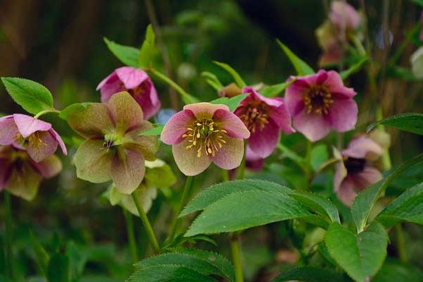 Une fleur d’hiver à découvrir