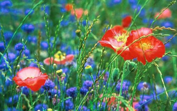 Jardin de ville et fleurs des champs