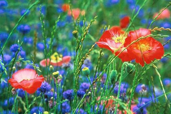 Jardin de ville et fleurs des champs