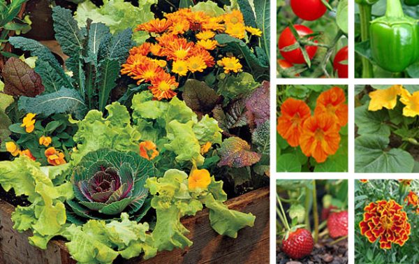 Jardin potager, le mariage fleurs et légumes